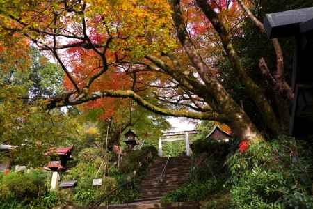 日向大神宮の紅葉5