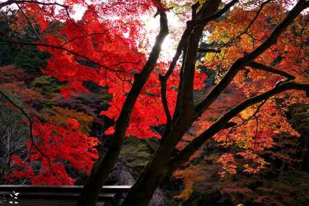 日向大神宮の紅葉6