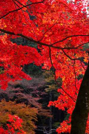 日向大神宮の紅葉7