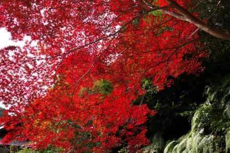 日向大神宮の紅葉12