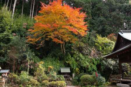 日向大神宮の紅葉13