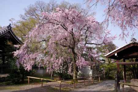 養源院の桜7