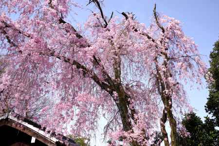 養源院の桜12