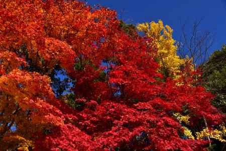 上賀茂神社の紅葉