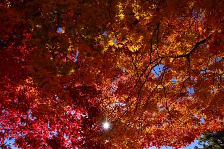 上賀茂神社の紅葉