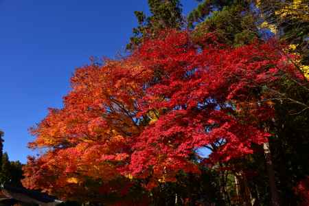 上賀茂神社の紅葉