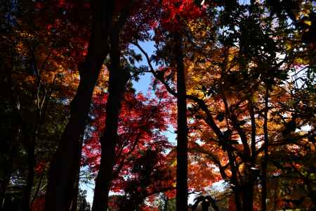 上賀茂神社の紅葉