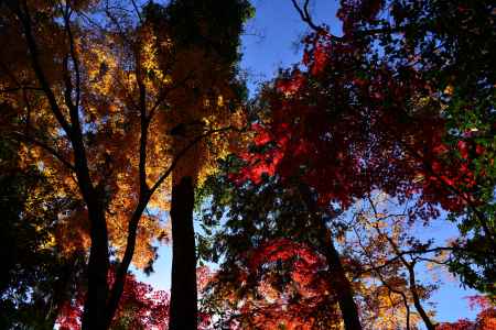 上賀茂神社の紅葉