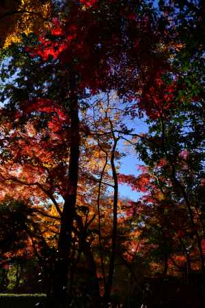 上賀茂神社の紅葉