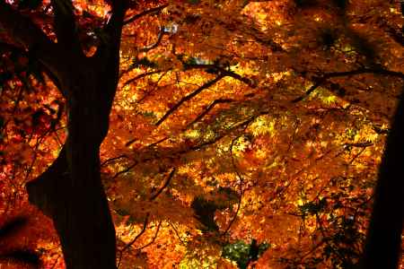 上賀茂神社の紅葉