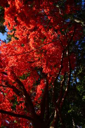 上賀茂神社の紅葉