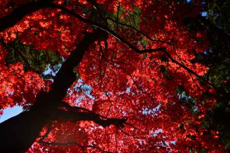 上賀茂神社の紅葉