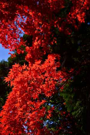 上賀茂神社の紅葉
