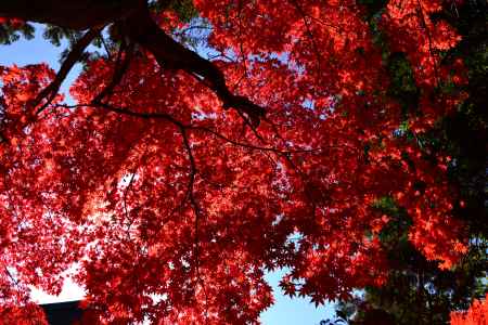 上賀茂神社の紅葉