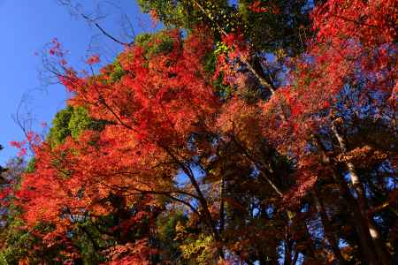 上賀茂神社の紅葉