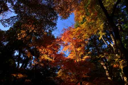 上賀茂神社の紅葉