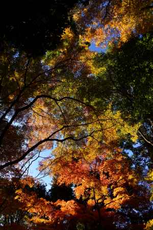 上賀茂神社の紅葉