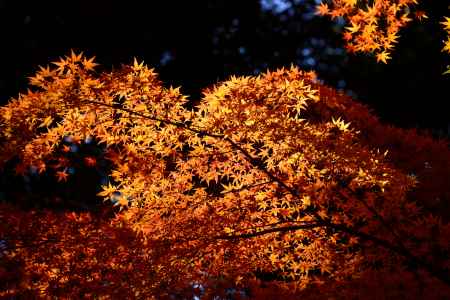 上賀茂神社の紅葉
