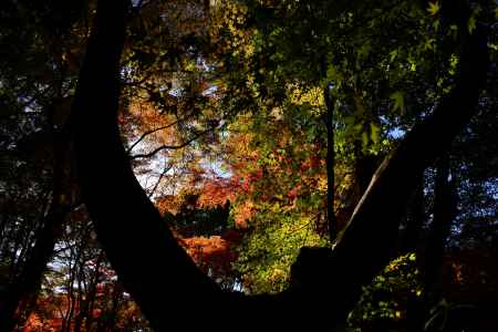 上賀茂神社の紅葉
