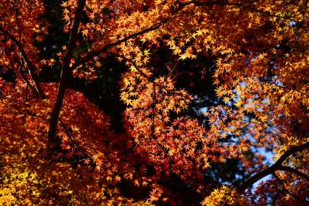 上賀茂神社の紅葉