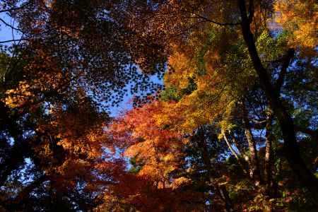 上賀茂神社の紅葉