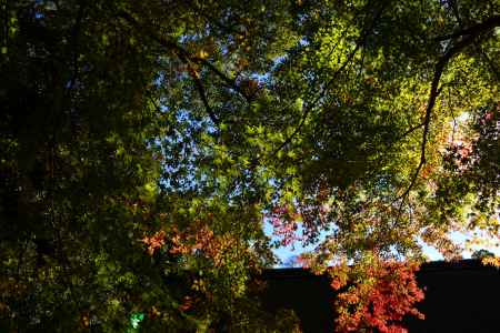 上賀茂神社の紅葉