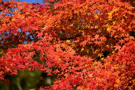 上賀茂神社の紅葉