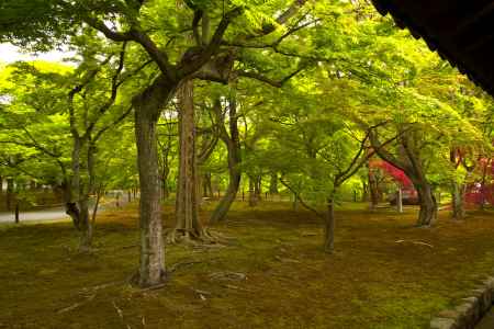 新緑の東福寺5