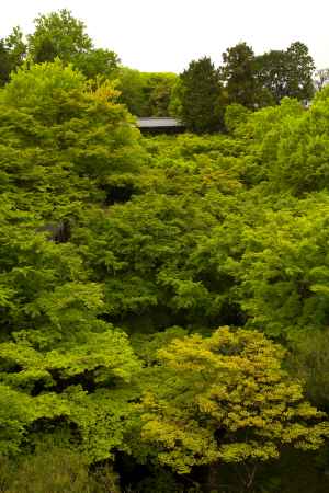 新緑の東福寺13