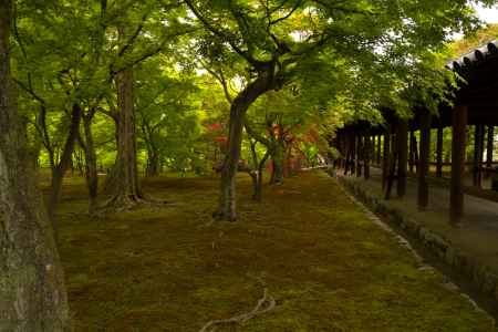 新緑の東福寺32