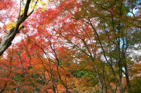 神護寺の紅葉3