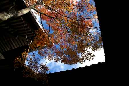 西明寺の紅葉3