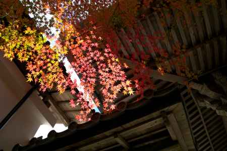 西明寺の紅葉5