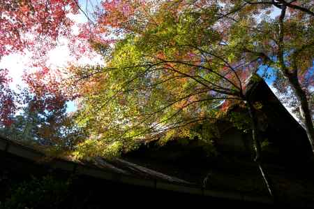 西明寺の紅葉7