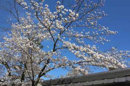 天龍寺の桜1