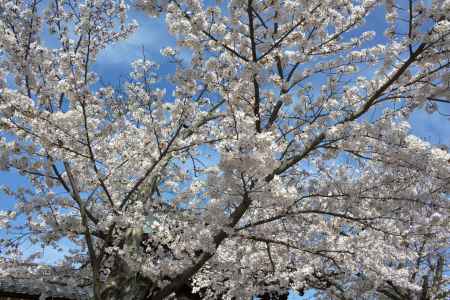 天龍寺の桜10