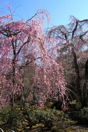 天龍寺の桜13