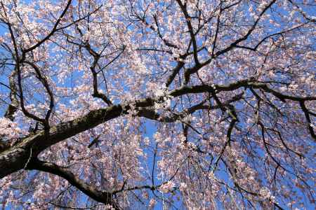 天龍寺の桜18