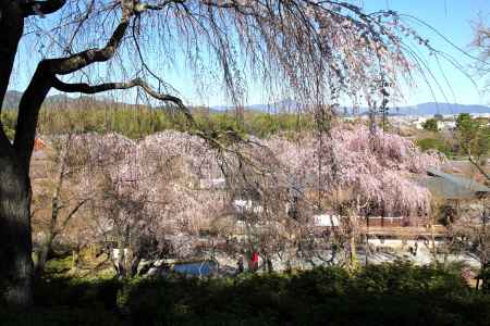 天龍寺の桜22