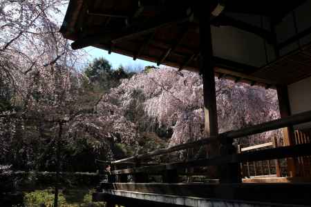 天龍寺の桜23