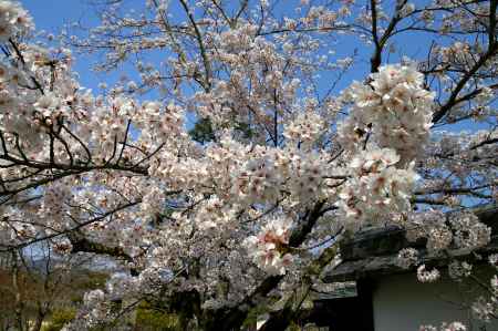 天龍寺の桜24