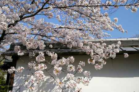 天龍寺の桜25