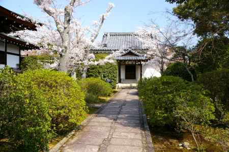 天龍寺の桜26
