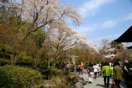天龍寺の桜28