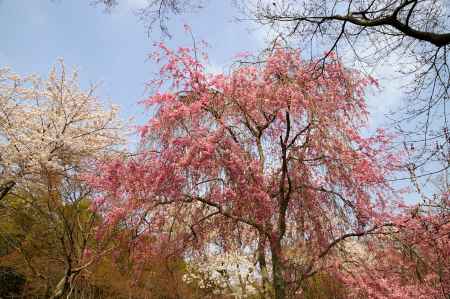 天龍寺の桜29