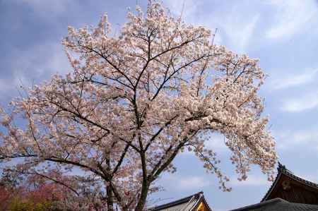 天龍寺の桜30