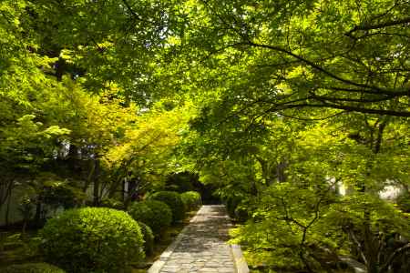 新緑の一休寺11
