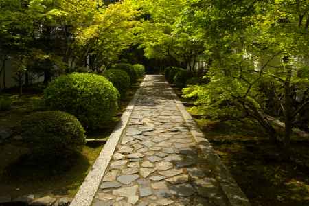 新緑の一休寺12