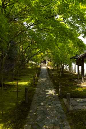 新緑の一休寺13