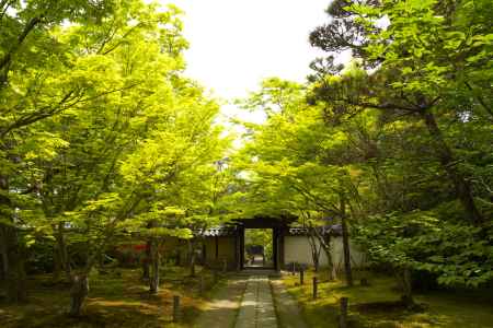 新緑の一休寺17